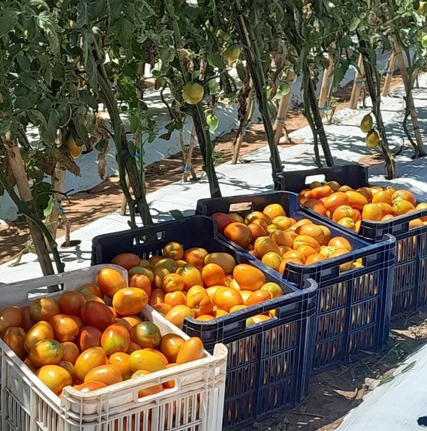 Inicia la primera cosecha de tomate en San Juan Nepomuceno - ADN Digital