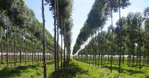 La Nación / Mercado de carbono: ya se concretaron operaciones de venta de créditos por más de USD 100 millones