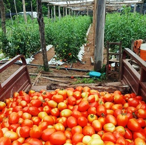 Tomate todo el año: Paraguay rompe el mito del verano