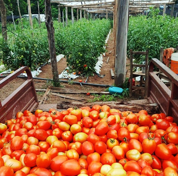 Tomate todo el año: Paraguay rompe el mito del verano