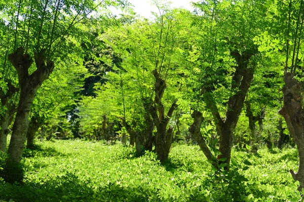 Moringa paraguaya: Tekove Green triplicará envíos a Alemania