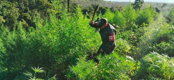 En 15 días habrían ocasionado más de US$ 211 millones de pérdida a narcos - Nacionales - ABC Color