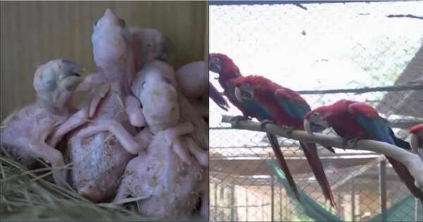 La Nación / Guacamayos rescatados ya están recuperados