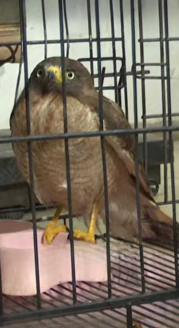 Popular / Bomberos rescataron a un gavilán y un armadillo de una vivienda de Ypané