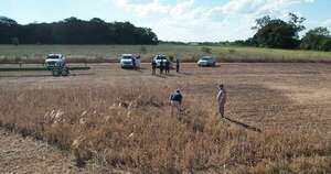 San Ignacio: hallan restos óseos en sojal  - Policiales - ABC Color