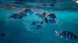 ¿Por qué no hay peces en aguas transparentes?