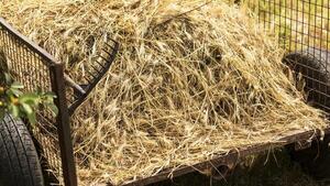 Hombre muere electrocutado mientras alimentaba animales en Alto Paraná