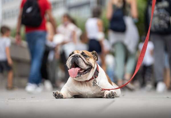 Altas temperaturas: cómo evitar el golpe de calor en tu mascota - Mascotas - ABC Color