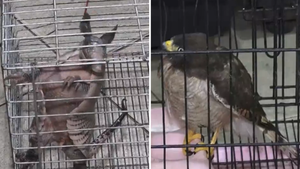 Un taguato y un armadillo heridos son rescatados en casco urbano de Ypané