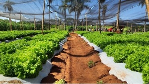 Agricultura advierte impacto por ola de calor y sequía