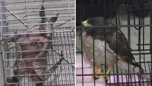 Bomberos rescatan a un taguató y un armadillo heridos en Ypané