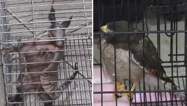 Bomberos rescatan a un taguató y un armadillo heridos en Ypané