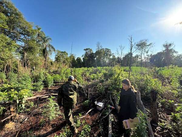 Narcotráfico en el Este: detectan y destruyen 8 hectáreas de marihuana en la reserva de Ñacunday - ABC en el Este - ABC Color