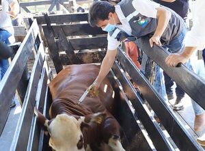 Inicia el período de vacunación contra la brucelosis bovina 2026