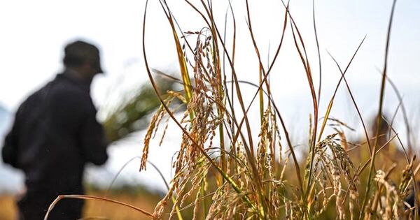 La Nación / Comparten estrategias para controlar la pyriculariosis en arrozales paraguayos