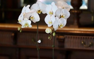 La magia de las orquídeas de Keiki llega a Distrito Perseverancia  - trece