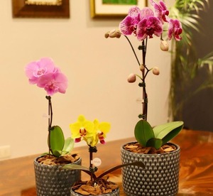 Arreglos de orquídeas de Keiki embellecen Distrito Perseverancia | Unicanal