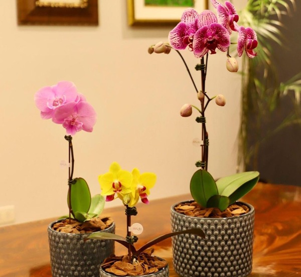 Arreglos de orquídeas de Keiki embellecen Distrito Perseverancia | Unicanal