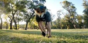 Popular / (VIDEOS) En Argentina aparecieron los Therian y se multiplican: ¡Se autoperciben animales!