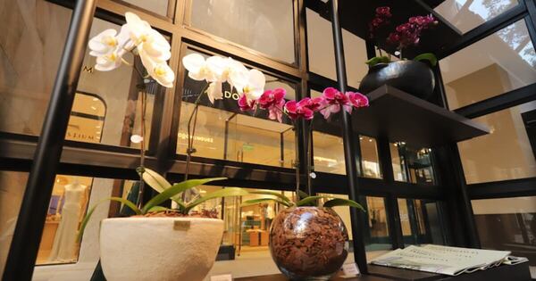 La Nación / Keiki invita a celebrar el Día de los Enamorados con bellas orquídeas