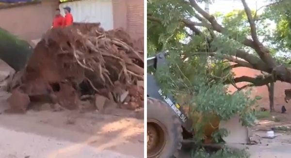 Camión derribó un árbol y parte del tendido eléctrico en San Lorenzo - SNT