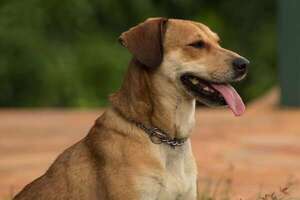 ¿De qué razas viene tu perro mestizo? Claves para reconocer sus ancestros - Mascotas - ABC Color