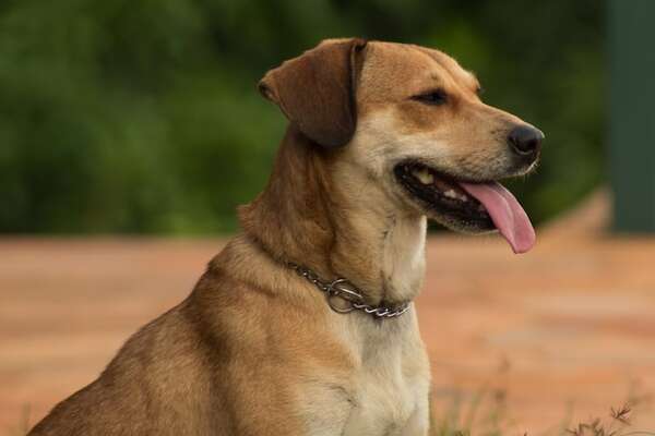 ¿De qué razas viene tu perro mestizo? Claves para reconocer sus ancestros - Mascotas - ABC Color