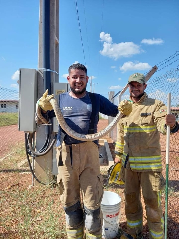 Rescate de serpiente en un generador eléctrico en la zona del Km 7 - Concepción al Día