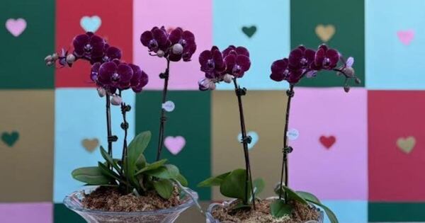 Diario HOY | Keiki invita a celebrar el Día de los Enamorados con orquídeas que expresan amor y admiración