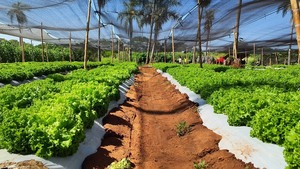 Ola de calor y estrés hídrico: el MAG alerta por riesgos productivos en el agro