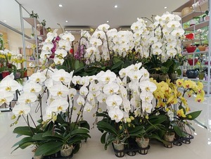 MAG invita a la Feria y Exposición de Orquídeas por el Día de los Enamorados en San Lorenzo