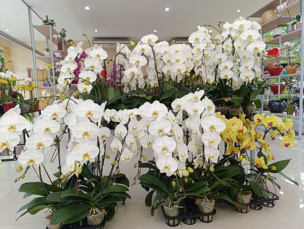 MAG invita a la Feria y Exposición de Orquídeas por el Día de los Enamorados en San Lorenzo