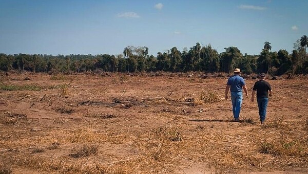 MADES confirma tala ilegal y quema en predio de Santa Rita - La Tribuna