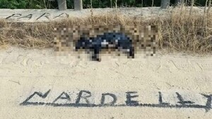 Amenazan al intendente de RI 3 Corrales dejando un perro muerto