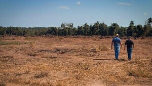 MADES interviene en una presunta tala ilegal en Santa Rita