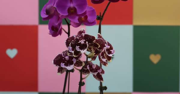 Keiki enamora con orquídeas que hablan al corazón