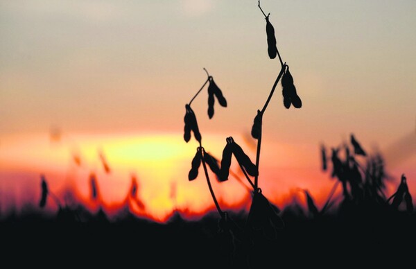 En Itapúa, productores de soja alertan que los ajustes de precios ponen en jaque la rentabilidad