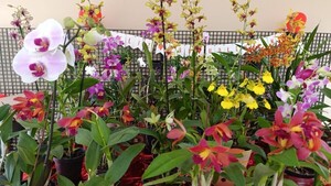 Orquídeas que enamoran: La feria del MAG celebra el amor y la producción nacional