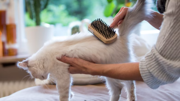 Estas son las causas principales de la caída de pelo en perros y gatos