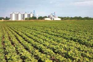 Productores denuncian especulación en el precio de la soja y exigen transparencia - ABC Rural - ABC Color