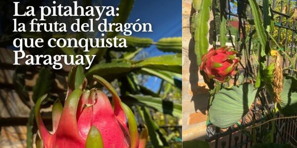 PRODUCTOR IMPULSA EL CULTIVO DE PITAHAYA EN PARAGUAY POR SU VALOR ALIMENTARIO