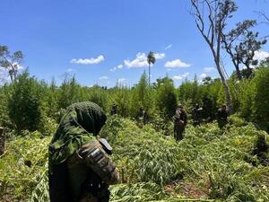 Destruyen más de 15 toneladas de marihuana en incursión fiscal-policial en zona boscosa de Itakyry - ADN Digital