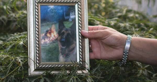 La Nación / Más allá de la muerte: en Sao Paulo, las mascotas pueden ser sepultadas con sus amos