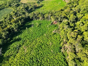 Operación Escudo Guaraní: destruyen 45 toneladas de marihuana en Amambay - Concepción al Día