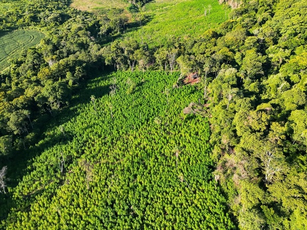 Operación Escudo Guaraní: destruyen 45 toneladas de marihuana en Amambay - Concepción al Día