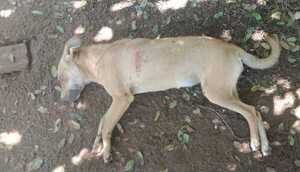 Cometieron zoocidio en el Chaco: imputan a un joven por supuestamente matar a una perra