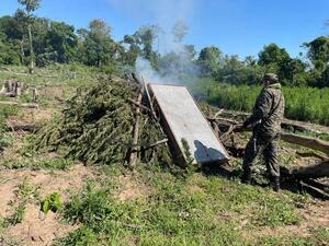 Destruyen 45.000 kilos de marihuana en dos Departamentos