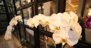 La Nación / Keiki incorpora sus arreglos de orquídeas a Distrito Perseverancia