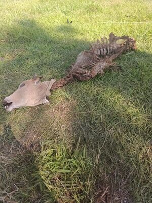 Faenan una vaca dentro de establecimiento rural en Arroyito - Concepción al Día