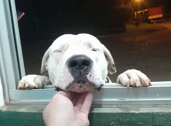 “Draco”, el perro guardián que murió defendiendo su hogar durante un asalto - Nacionales - ABC Color